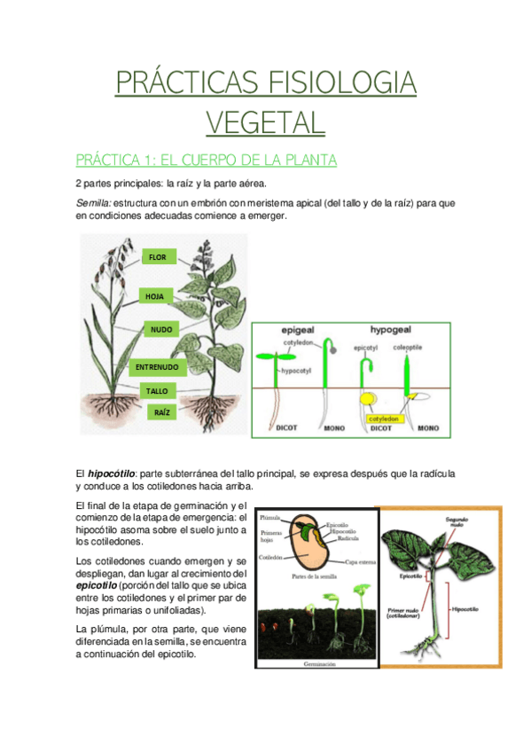Miniatura del documento practicas-fisio-vegetal.pdf