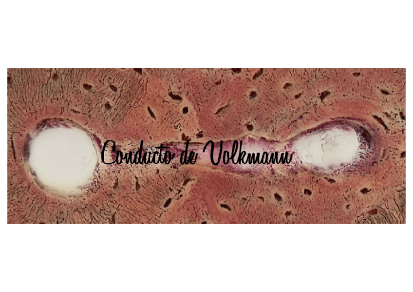 Miniatura del documento Practicas-Histologia.pdf