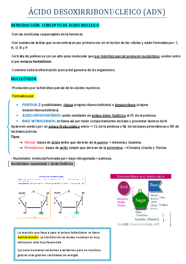 Miniatura del documento TEMA 5 ADN ÁCIDO DESOXIRRIBONUCLEICO.pdf