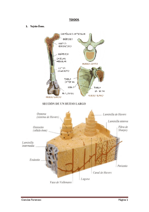 Miniatura del documento TEJIDOS.pdf