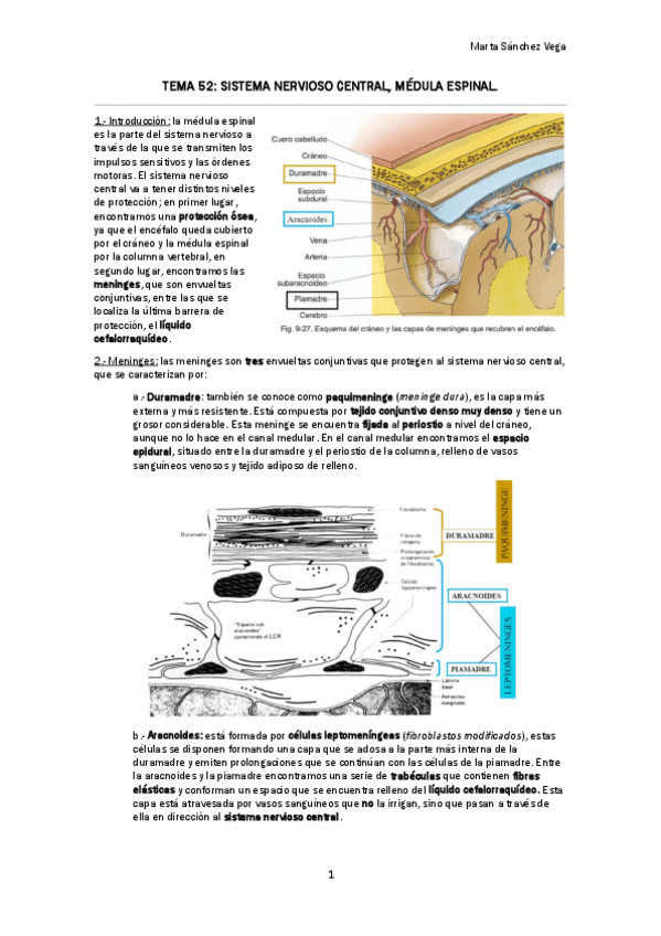 Miniatura del documento TEMA-52-SISTEMA-NERVIOSO-CENTRAL-MEDULA-ESPINAL.pdf