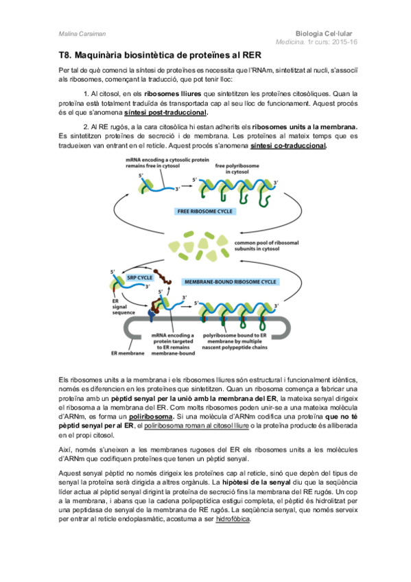 Miniatura del documento T8.-Maquinaria-biosintetica-de-proteines-al-RER.pdf