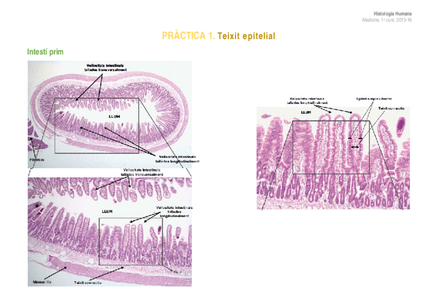 Miniatura del documento PRACTICA-1.docx