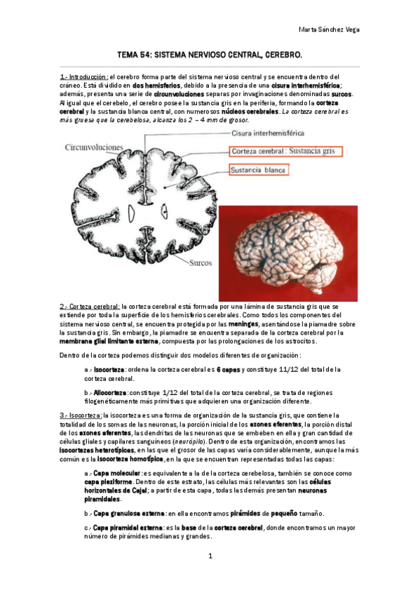 Miniatura del documento TEMA-54-SISTEMA-NERVIOSO-CENTRAL-CEREBRO.pdf