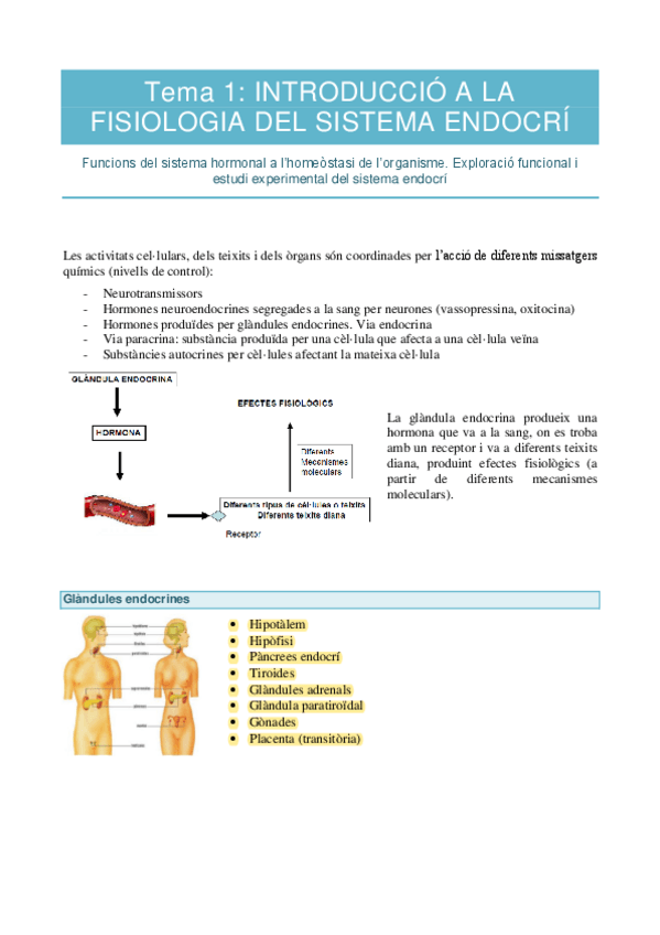 Miniatura del documento Sistema-endocri-apuntes.pdf