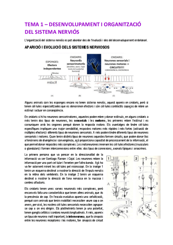 Miniatura del documento apuntes-neurobiologia.pdf