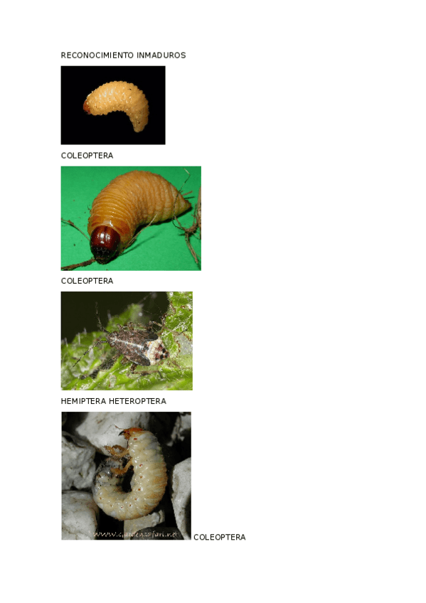 Miniatura del documento RECONOCIMIENTO-INMADUROS.docx