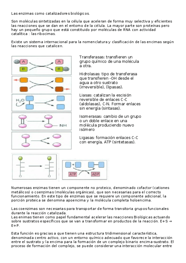 Miniatura del documento Las-enzimas-.docx