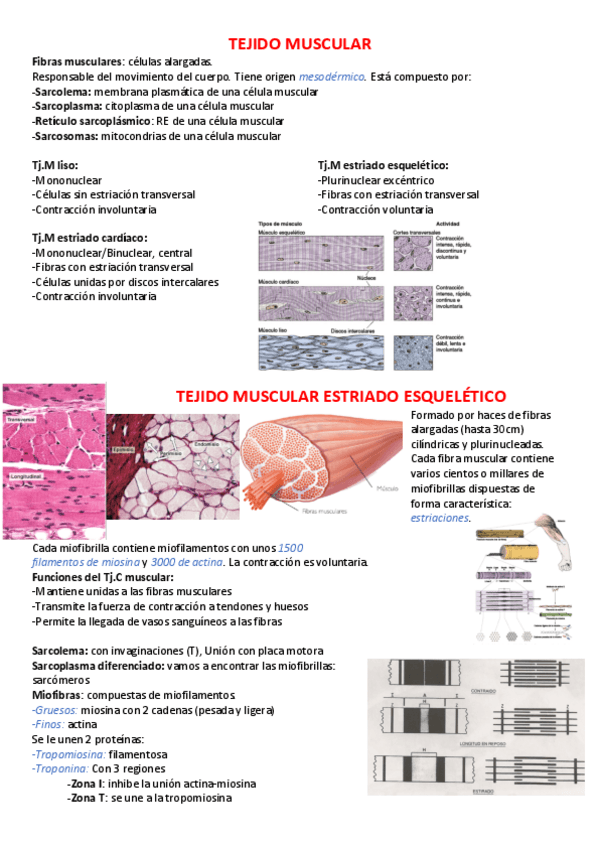 Miniatura del documento -Tejido-Muscular.pdf
