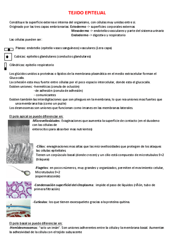 Miniatura del documento -Tejido-Epitelial.pdf