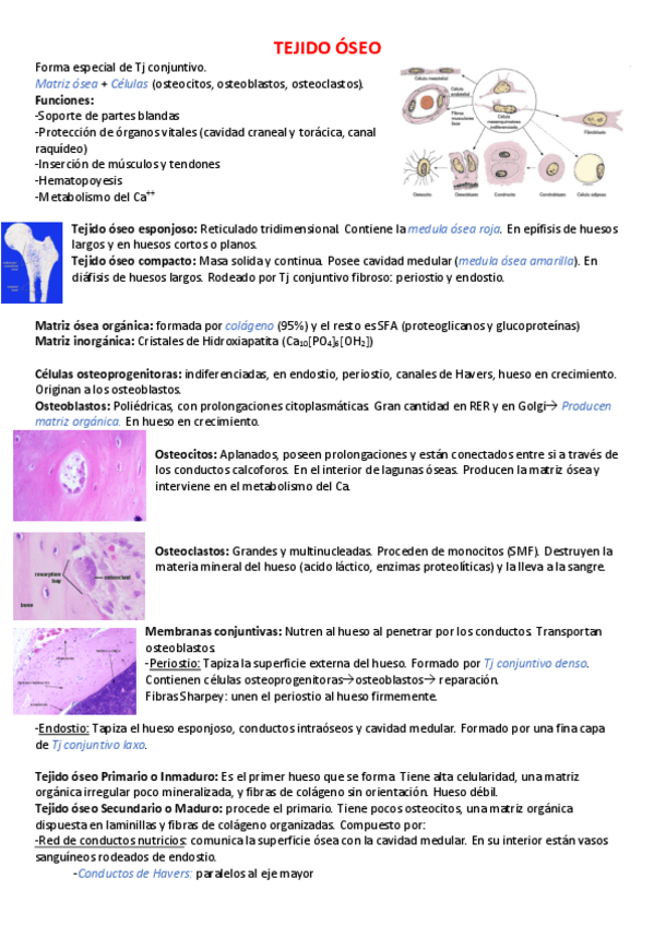 Miniatura del documento -Tejido-Oseo.pdf