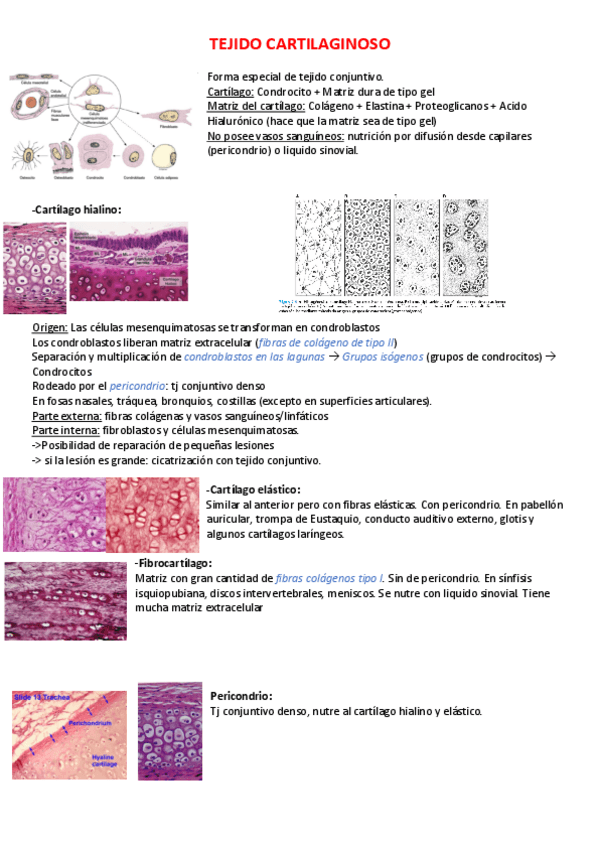 Miniatura del documento -Tejido-Cartilaginoso.pdf