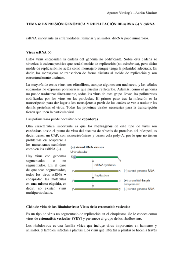 Miniatura del documento TEMA-6-virologia.pdf