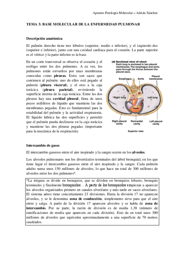 Miniatura del documento TEMA-3-Patologia-molecular.pdf