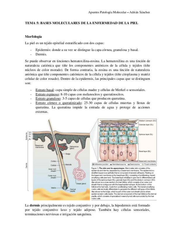 Miniatura del documento TEMA-5-Patologia-molecular.pdf