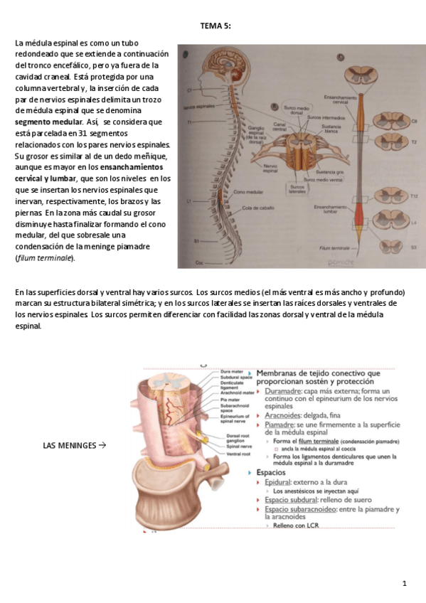 Miniatura del documento TEMA-5.pdf