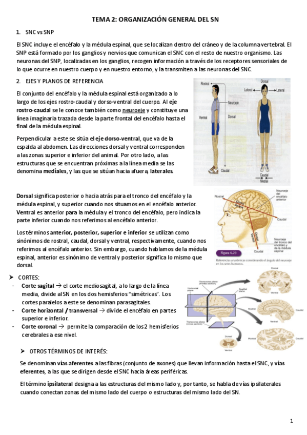Miniatura del documento TEMA-2.pdf