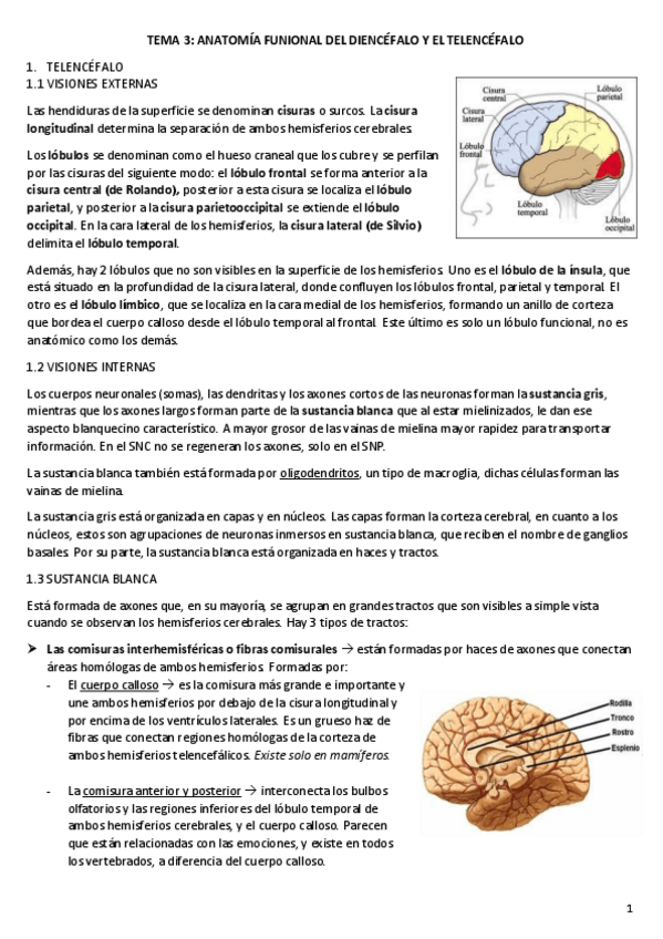 Miniatura del documento TEMA-3-neuro.pdf