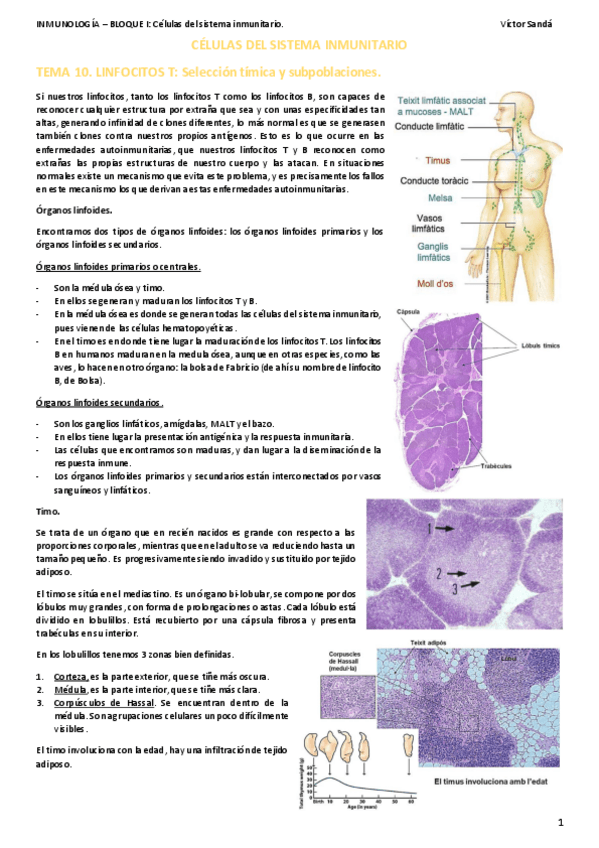 Miniatura del documento 4.-CELULAS-DEL-SISTEMA-INMUNE-Temas-10-11-y-12.pdf