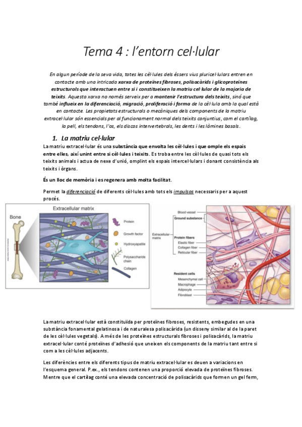 Miniatura del documento Tema-4-Entorn-Cellular.pdf