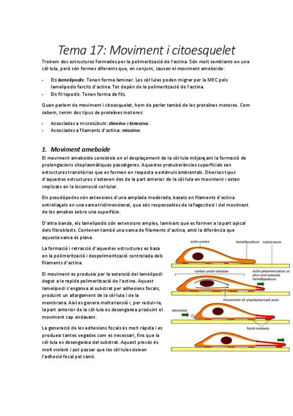 Miniatura del documento Tema-17-Moviment-i-citoesquelet.pdf