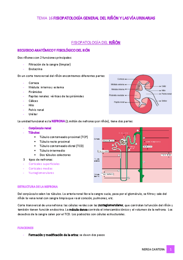 Miniatura del documento APUNTES-Tema-16-Fisiopatologia-del-rinon-y-las-vias-urinarias.pdf