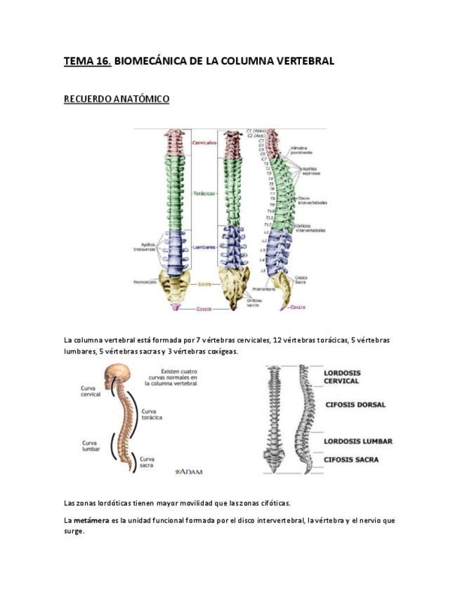 Miniatura del documento Tema-16.-Biomecanica-de-la-columna-vertebral.pdf