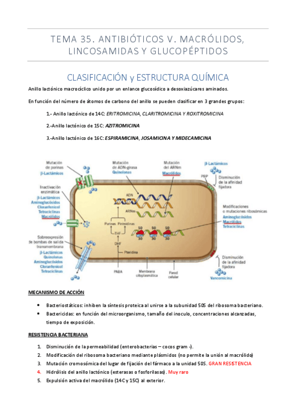 Miniatura del documento TEMA-35-MACROLIDOS.pdf