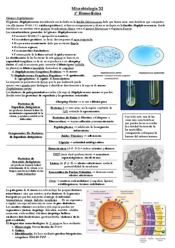 Miniatura del documento Tema-9-Microbiologia.pdf