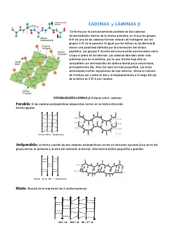 Miniatura del documento Tema 2.3 Lámina Beta.pdf