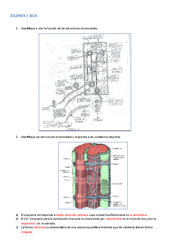 Miniatura del documento EXAMEN_RESUELTO_1.pdf