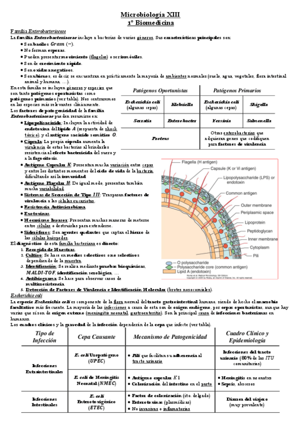 Miniatura del documento Tema-11-Microbiologia.pdf