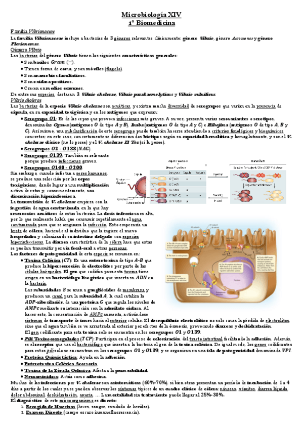 Miniatura del documento Tema-12-Microbiologia.pdf