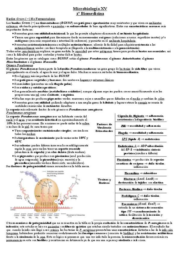 Miniatura del documento Tema-13-Microbiologia.pdf