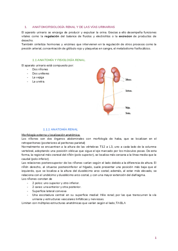 Miniatura del documento Rinon-anatomia.pdf