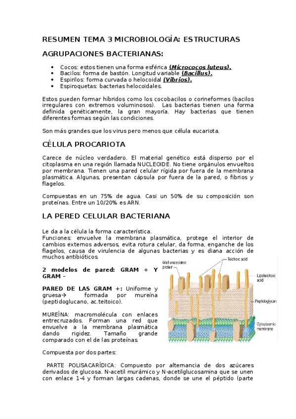 Miniatura del documento RESUMEN-TEMA-3-MICROBIOLOGIA.docx