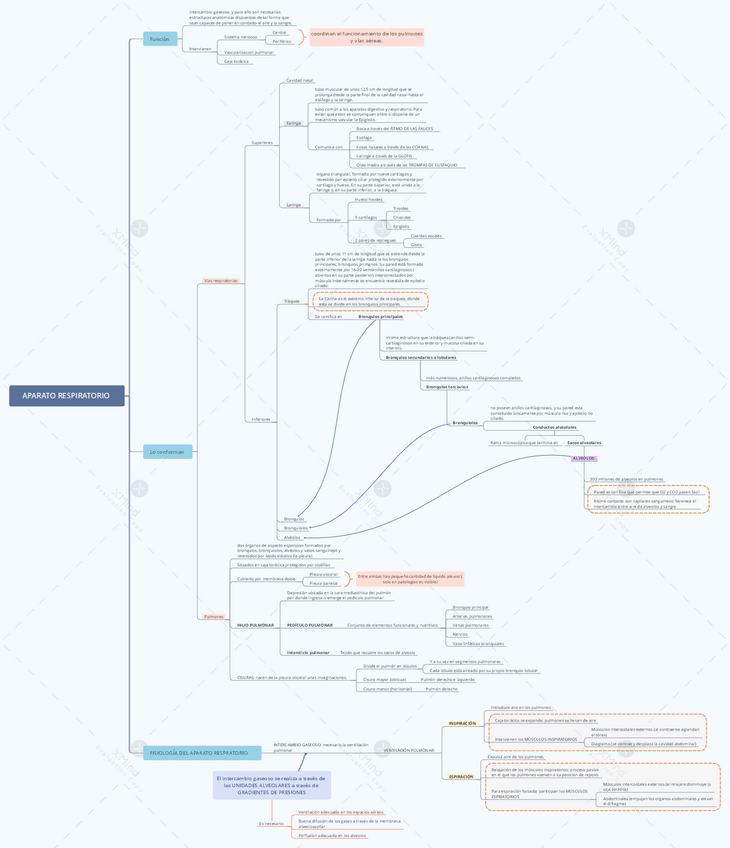 Miniatura del documento Aparato respiratorio.pdf