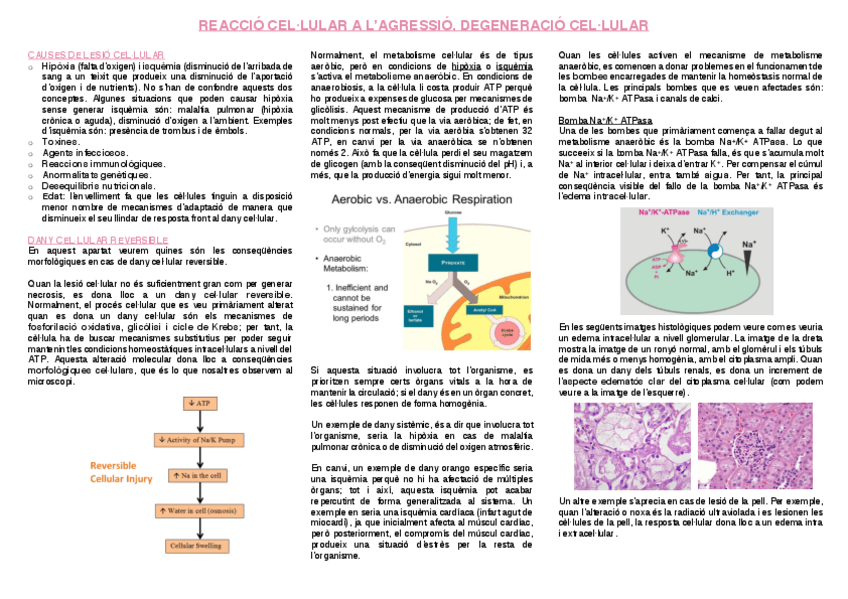 Miniatura del documento 2.-Degeneracio-cellular.pdf