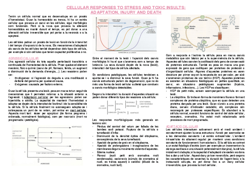 Miniatura del documento 1.-Resposta-cellular-al-estres.pdf