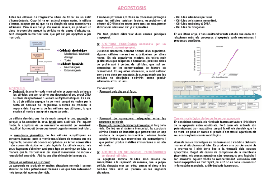 Miniatura del documento 4.-Apoptosi.pdf