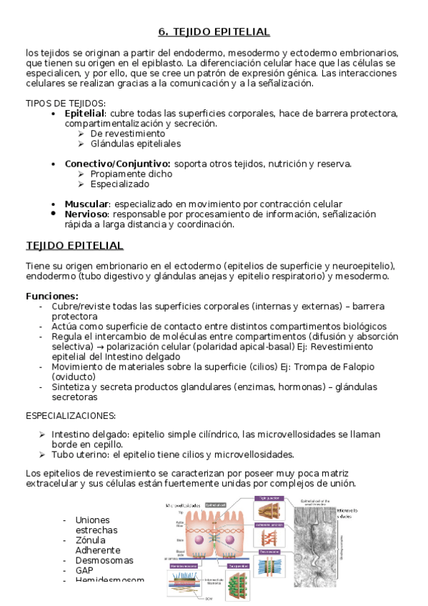 Miniatura del documento TEMA-6-EPITELIOS.docx