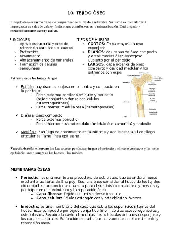 Miniatura del documento TEMA-10-OSEO.docx