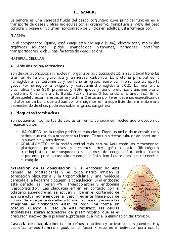 Miniatura del documento TEMA-11-SANGRE.docx