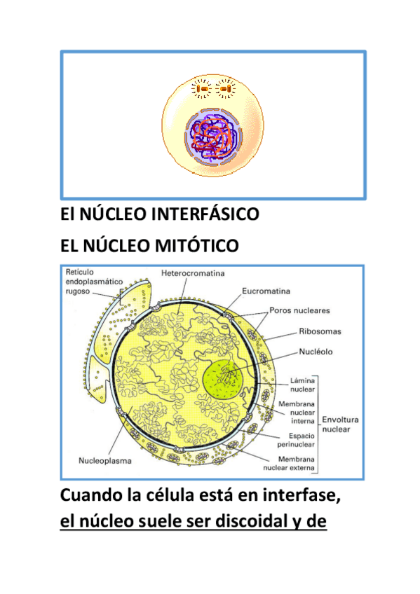 Miniatura del documento El-NUCLEO-INTERFASICOo.pdf