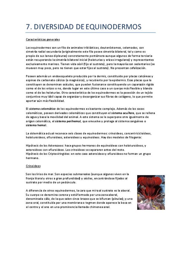 Miniatura del documento 7.-Diversidad-de-equinodermos.pdf