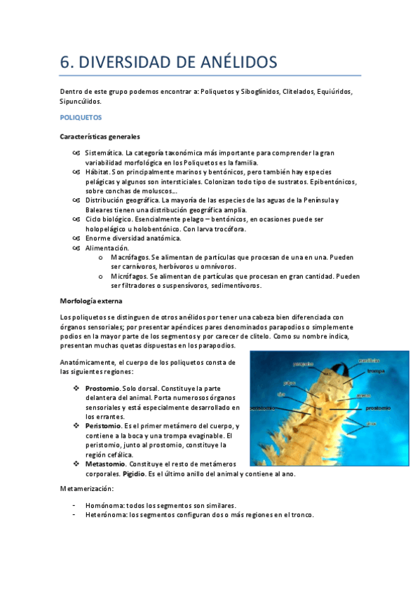 Miniatura del documento 6.-Diversidad-de-anelidos.pdf