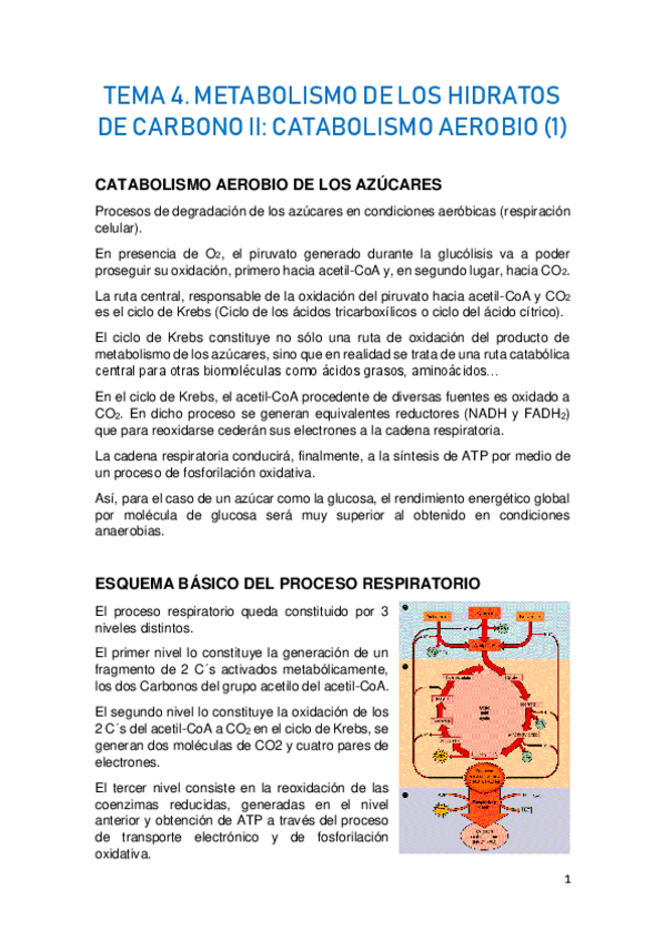Miniatura del documento TEMA-4.-METABOLISMO-DE-LOS-HIDRATOS-DE-CARBONO-II-1.pdf