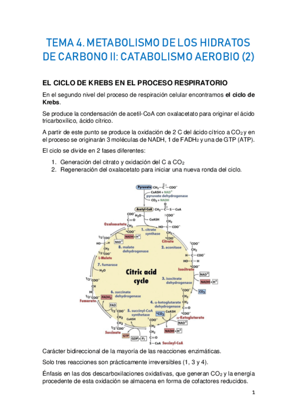 Miniatura del documento TEMA-4.-METABOLISMO-DE-LOS-HIDRATOS-DE-CARBONO-II-2.pdf