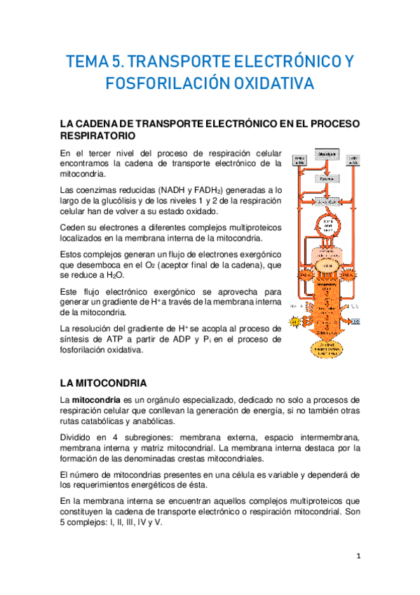 Miniatura del documento TEMA-5.-TRANSPORTE-ELECTRONICO-Y-FOSFORILACION-OXIDATIVA.pdf