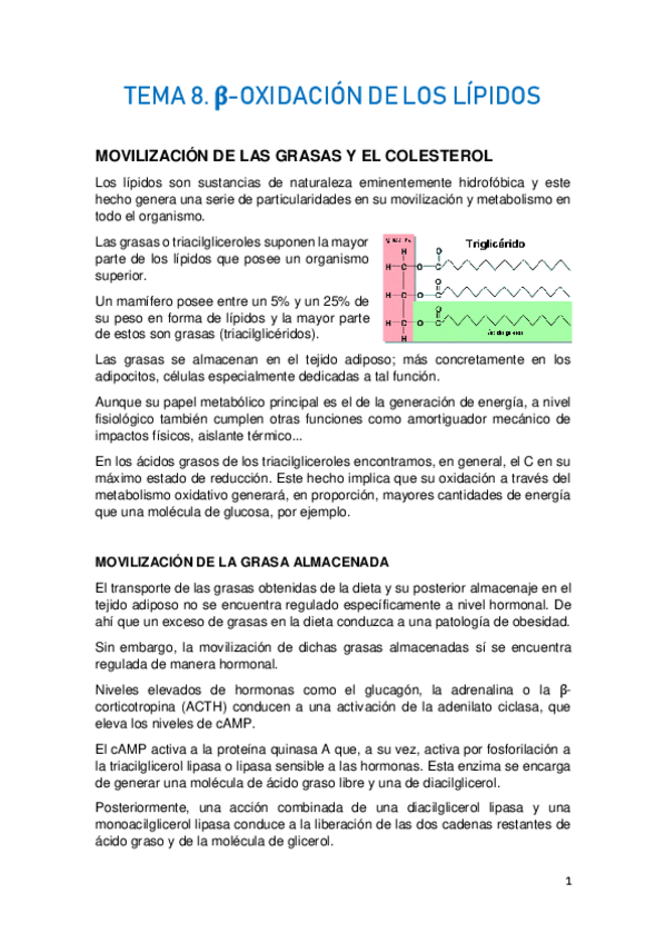 Miniatura del documento TEMA-8.-METABOLISMO-DE-LOS-LIPIDOS-I.pdf